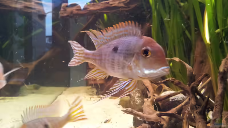 Besatz im Aquarium 360L - Altums (nur noch als Beispiel) von Amazonasbecken.eu (23)