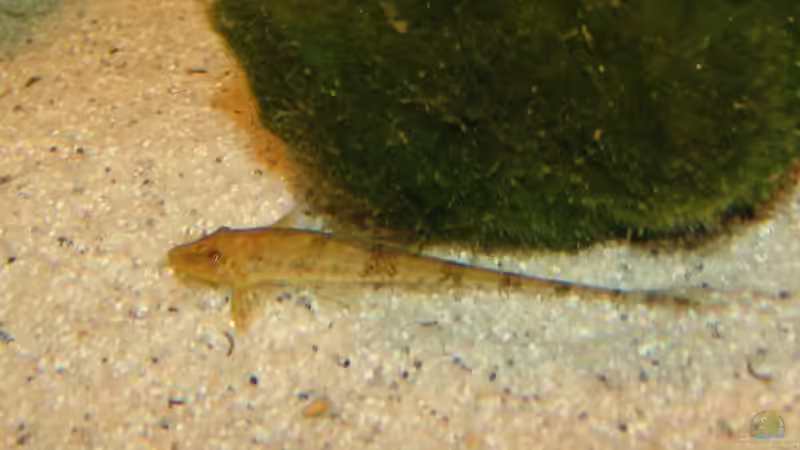 Besatz im Aquarium 375 L von Philipp XXxX (10)