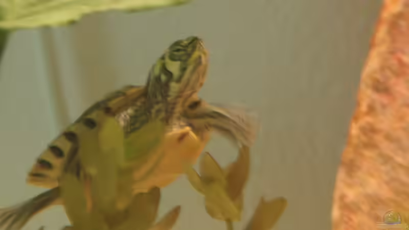 Besatz im Aquarium 375 L von Philipp XXxX (9)