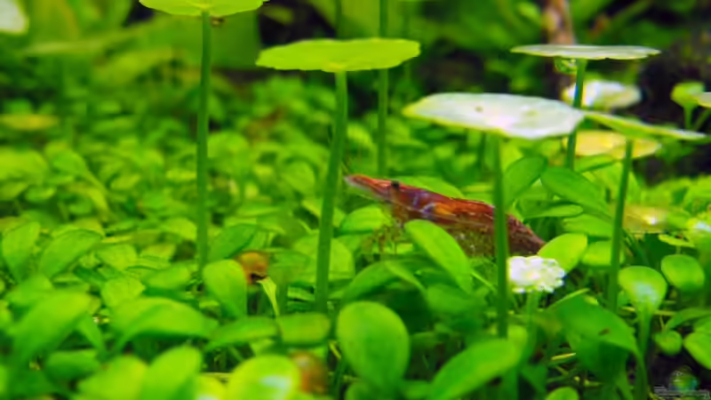 Besatz im Aquarium 375l Riparium von -serok- (12)