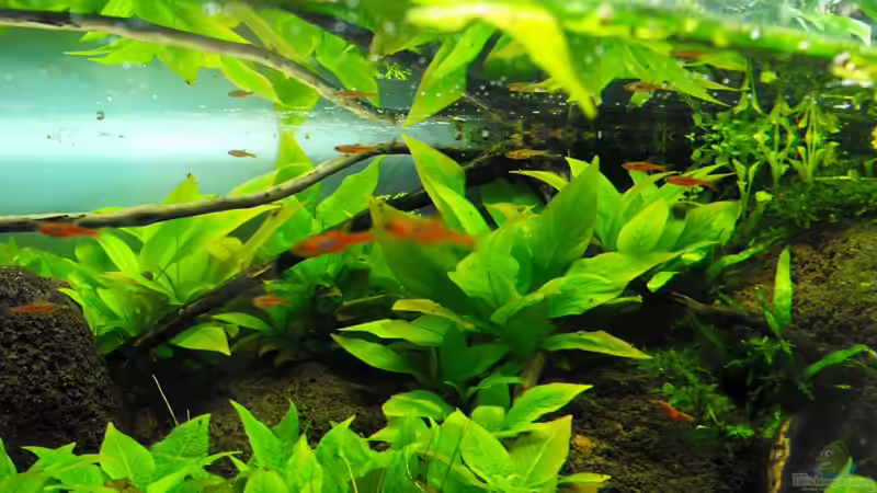 Besatz im Aquarium 375l Riparium von -serok- (13)