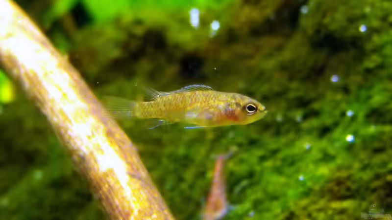 Besatz im Aquarium 375l Riparium von -serok- (14)