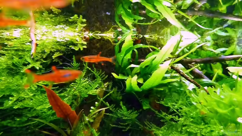 Besatz im Aquarium 375l Riparium von -serok- (15)