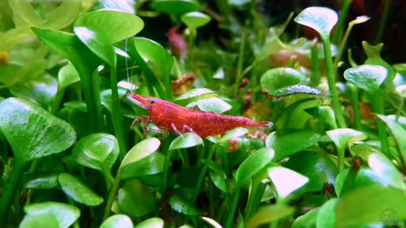 Besatz im Aquarium 375l Riparium von -serok- (16)