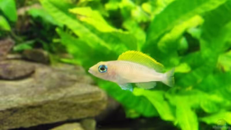 Besatz im Aquarium 375l Tanganjika (Existiert nicht mehr!) von -serok- (10)