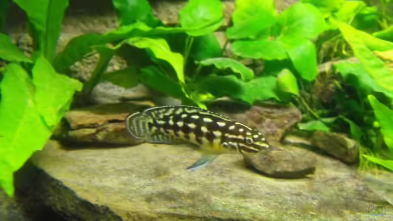 Besatz im Aquarium 375l Tanganjika (Existiert nicht mehr!) von -serok- (11)