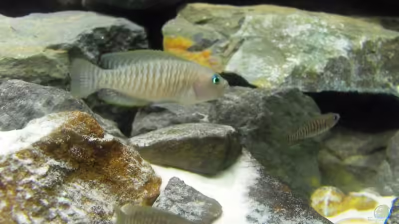 Besatz im Aquarium 375l Tanganjika (Existiert nicht mehr!) von -serok- (8)