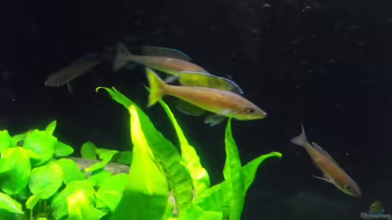 Besatz im Aquarium 375l Tanganjika (Existiert nicht mehr!) von -serok- (9)