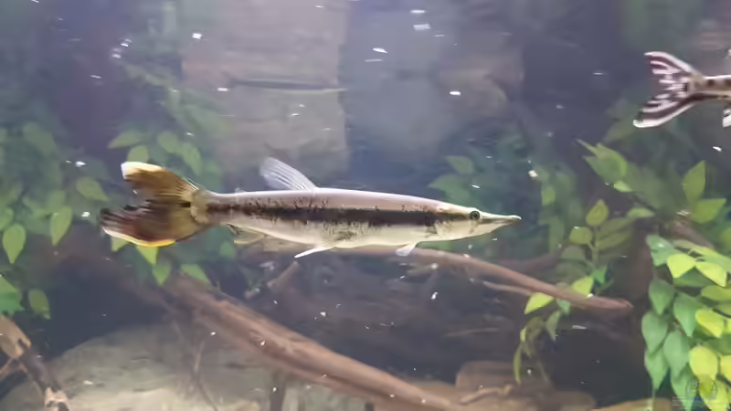 Besatz im Aquarium 4.500l-Becken von Amazonasbecken.eu (16)