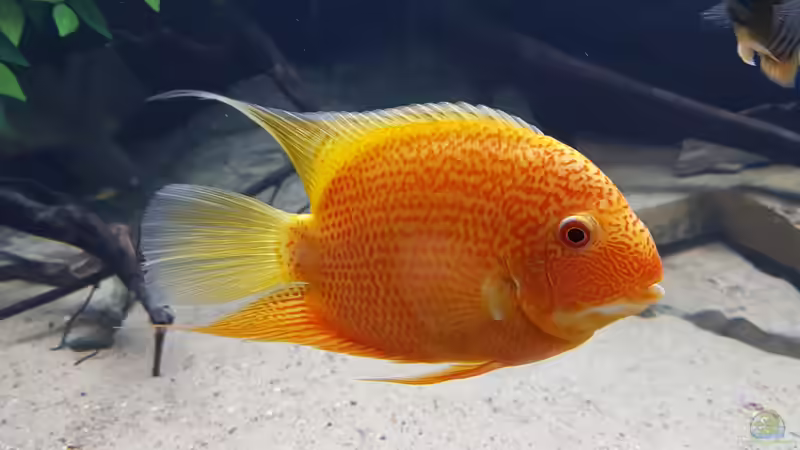 Besatz im Aquarium 4.500l-Becken von Amazonasbecken.eu (17)