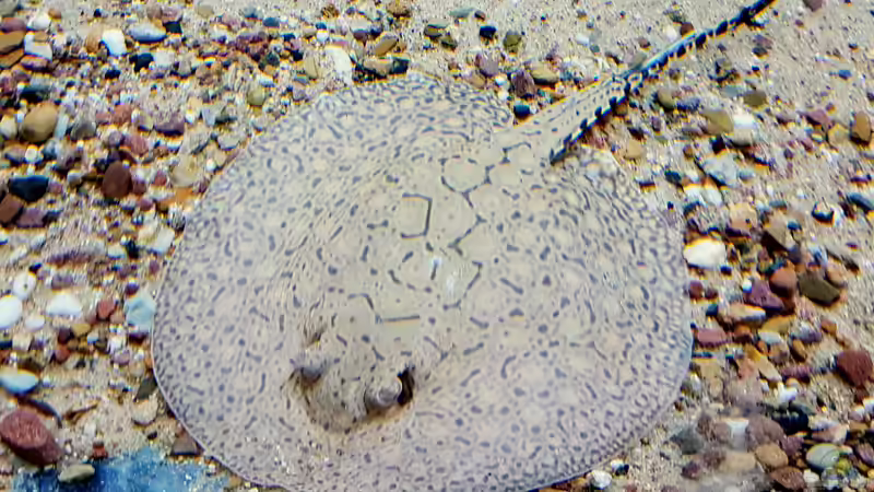 Besatz im Aquarium 4.500l-Becken von Amazonasbecken.eu (18)