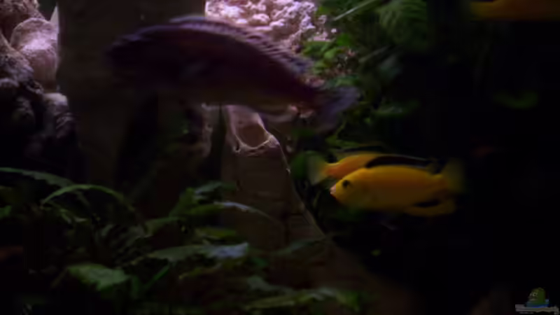 Besatz im Aquarium 400L Malawi von Niko P. (32)