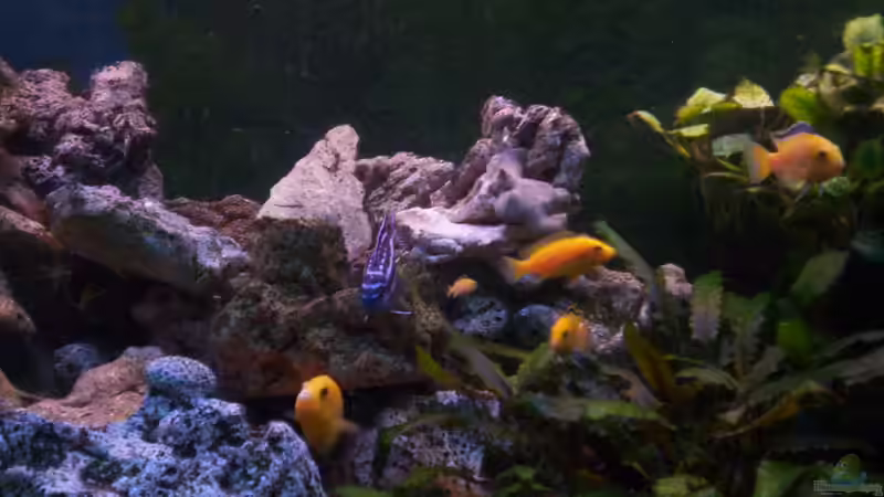 Besatz im Aquarium 400L Malawi von Niko P. (38)
