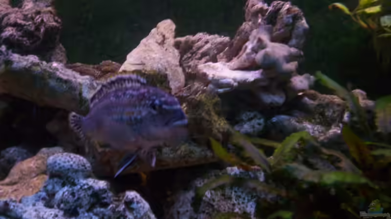 Besatz im Aquarium 400L Malawi von Niko P. (41)