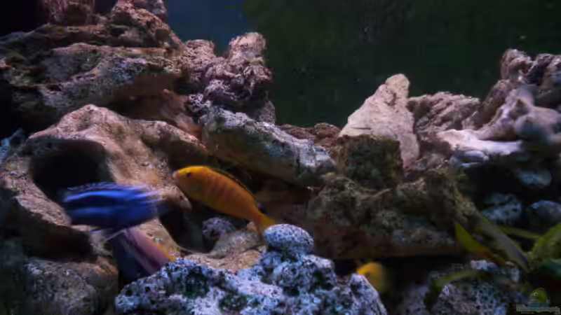 Besatz im Aquarium 400L Malawi von Niko P. (43)