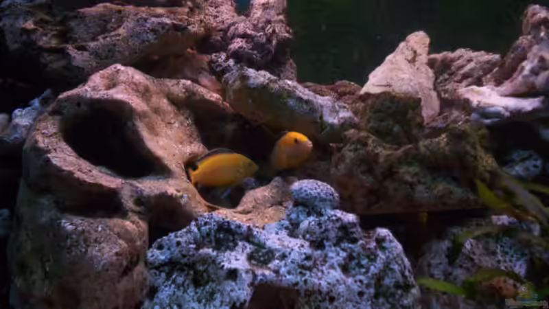 Besatz im Aquarium 400L Malawi von Niko P. (44)