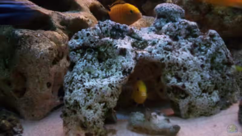 Besatz im Aquarium 400L Malawi von Niko P. (45)