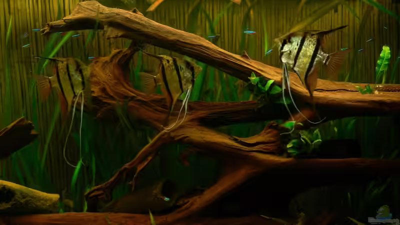 Besatz im Aquarium 420 Liter Becken von Lexterpower (20)