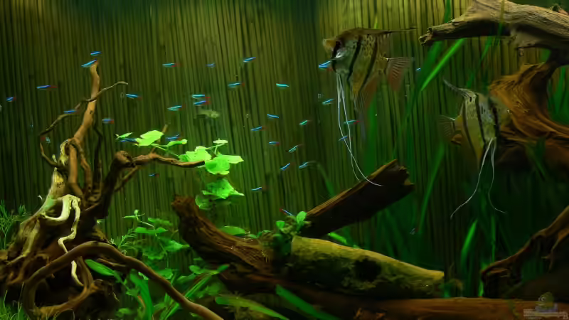 Besatz im Aquarium 420 Liter Becken von Lexterpower (21)