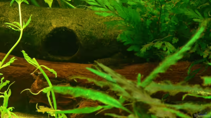 Besatz im Aquarium 420 Liter Becken von Lexterpower (23)