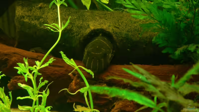 Besatz im Aquarium 420 Liter Becken von Lexterpower (26)