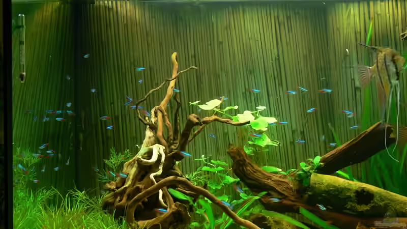 Besatz im Aquarium 420 Liter Becken von Lexterpower (27)