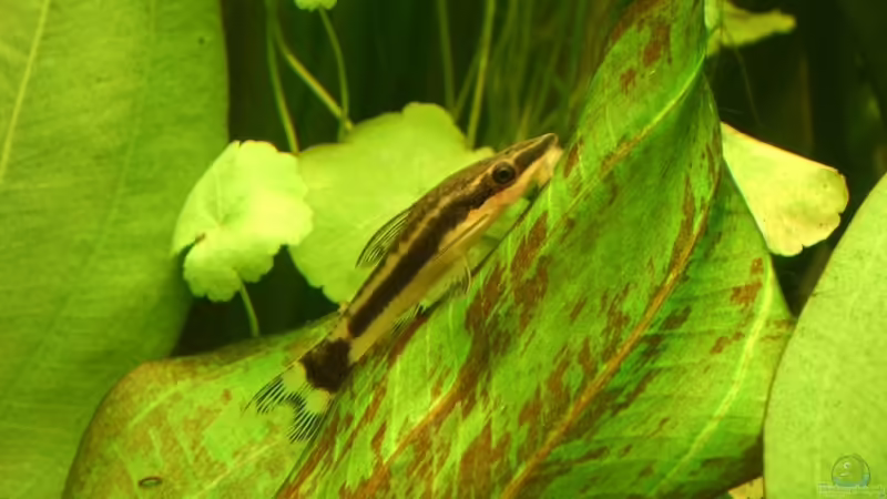 Besatz im Aquarium 420 Liter Becken von Lexterpower (28)