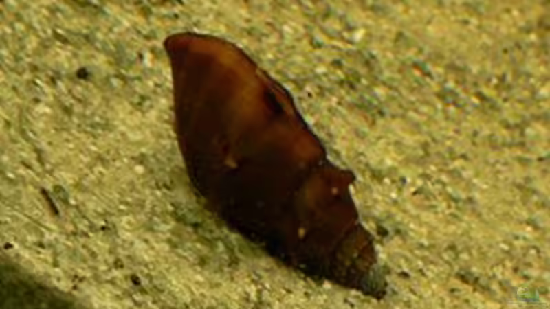 Besatz im Aquarium 420 Liter Becken von Lexterpower (34)