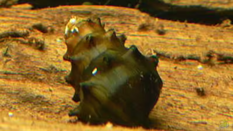 Besatz im Aquarium 420 Liter Becken von Lexterpower (36)