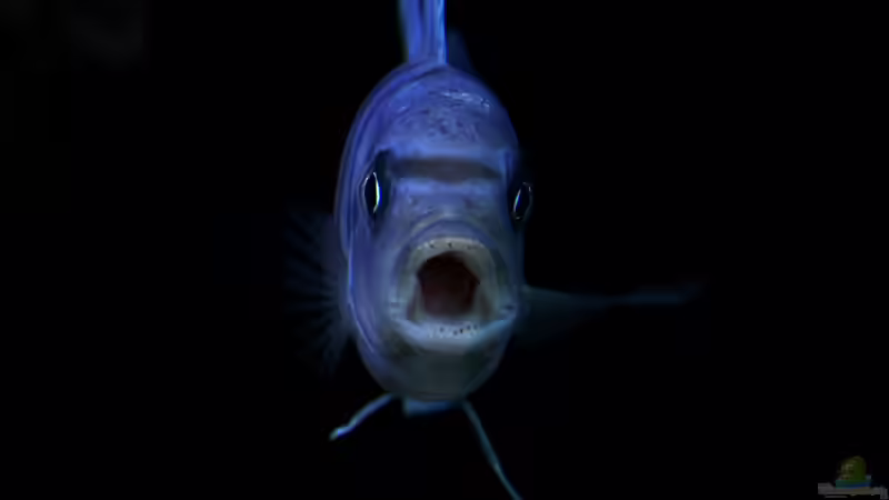 Besatz im Aquarium 420l Mbuna von Venustus (10)