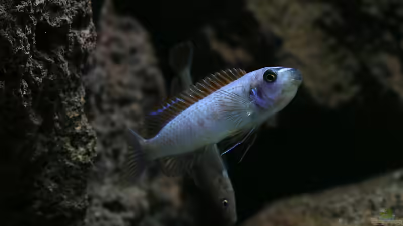Besatz im Aquarium 420l Mbuna von Venustus (11)