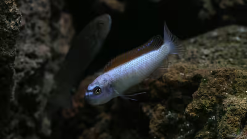 Besatz im Aquarium 420l Mbuna von Venustus (12)