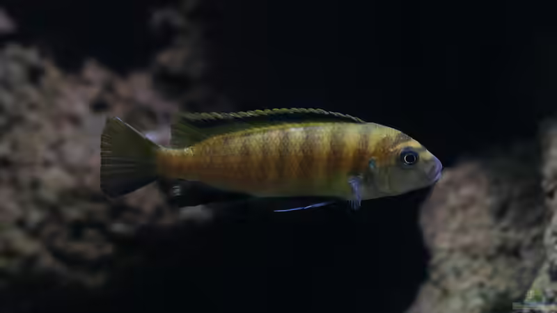 Besatz im Aquarium 420l Mbuna von Venustus (13)