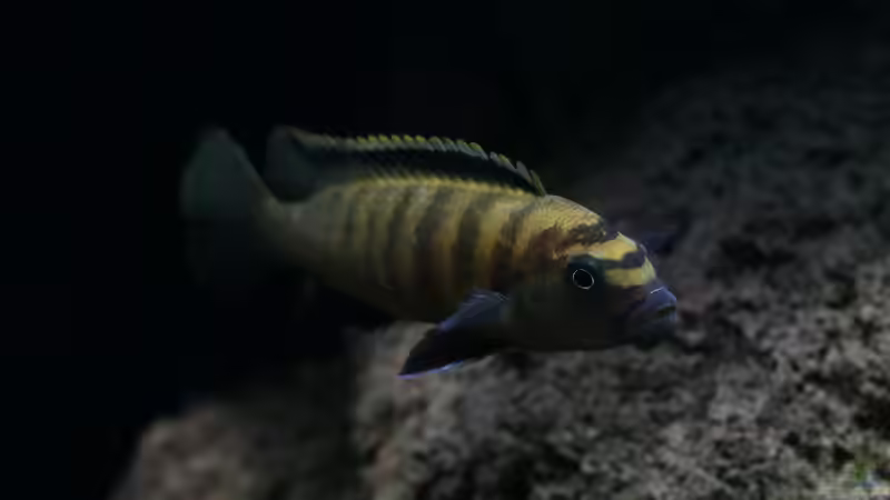 Besatz im Aquarium 420l Mbuna von Venustus (14)