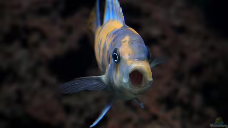 Besatz im Aquarium 420l Mbuna von Venustus (7)