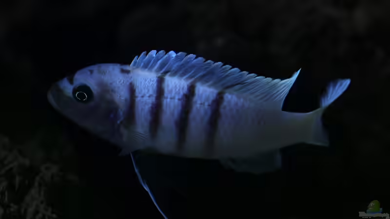 Besatz im Aquarium 420l Mbuna von Venustus (8)