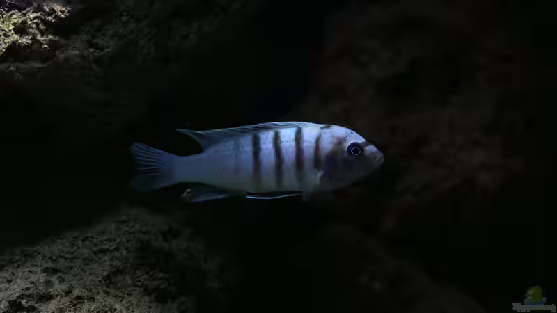 Besatz im Aquarium 420l Mbuna von Venustus (9)
