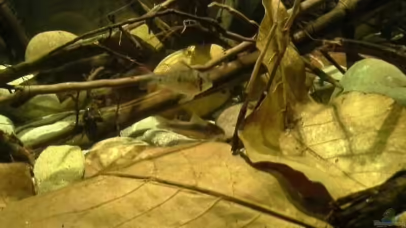 Besatz im Aquarium 450 l Wurzelbiotop von Markaroni (30)