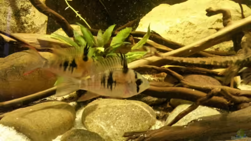 Besatz im Aquarium 450 l Wurzelbiotop von Markaroni (39)