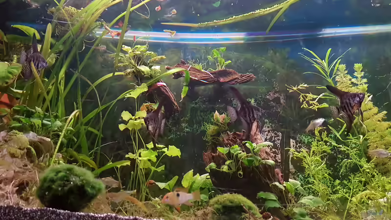 Besatz im Aquarium 450 Liter von Aquarius1988 (41)