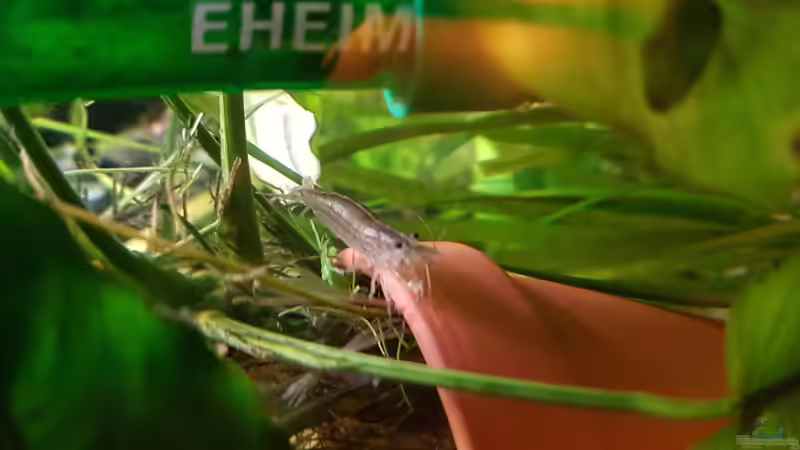 Besatz im Aquarium 450 Liter von Aquarius1988 (44)