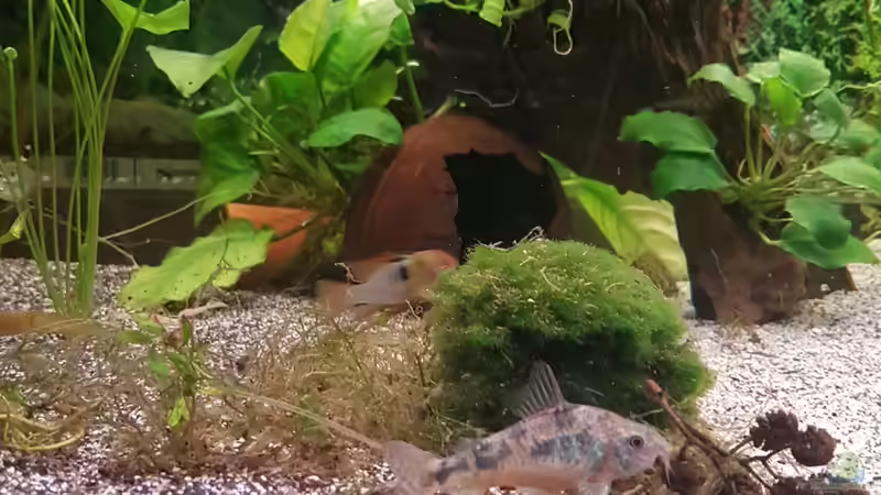 Besatz im Aquarium 450 Liter von Aquarius1988 (46)