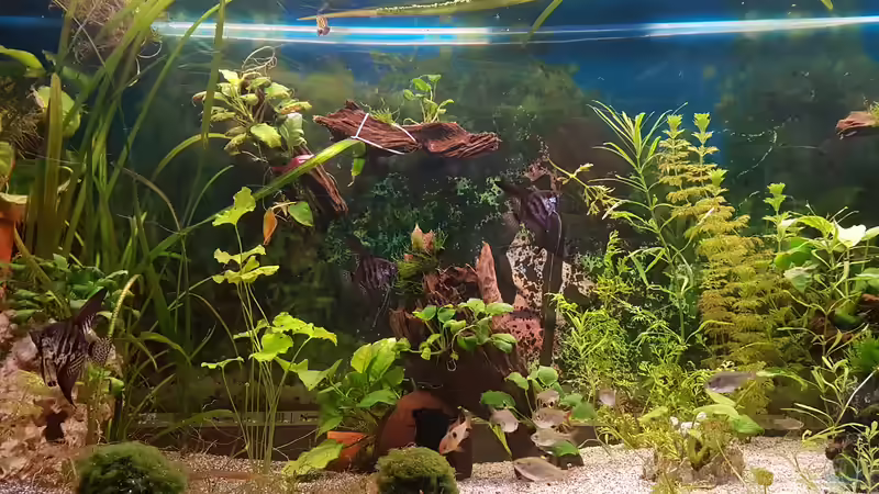 Besatz im Aquarium 450 Liter von Aquarius1988 (47)