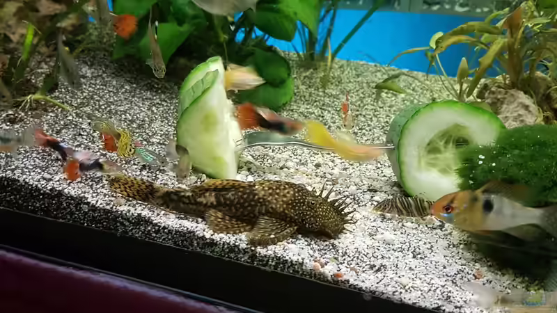 Besatz im Aquarium 450 Liter von Aquarius1988 (51)