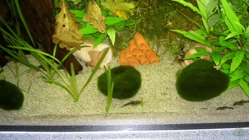 Besatz im Aquarium 450l Gesellschafts-Pfütze ;) von kajakfreak (10)