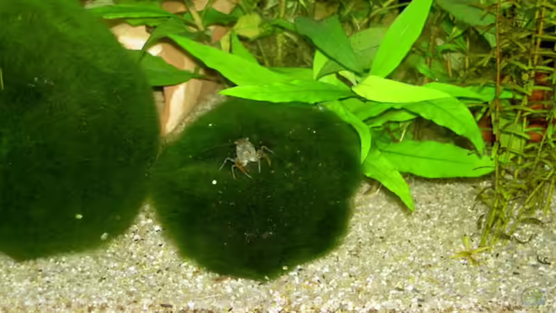 Besatz im Aquarium 450l Gesellschafts-Pfütze ;) von kajakfreak (11)