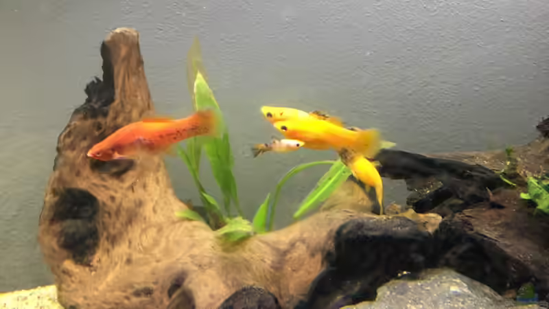 Besatz im Aquarium 450l Gesellschaftsbecken von LaTun (5)