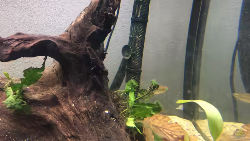 Besatz im Aquarium 450l Gesellschaftsbecken von LaTun (6)