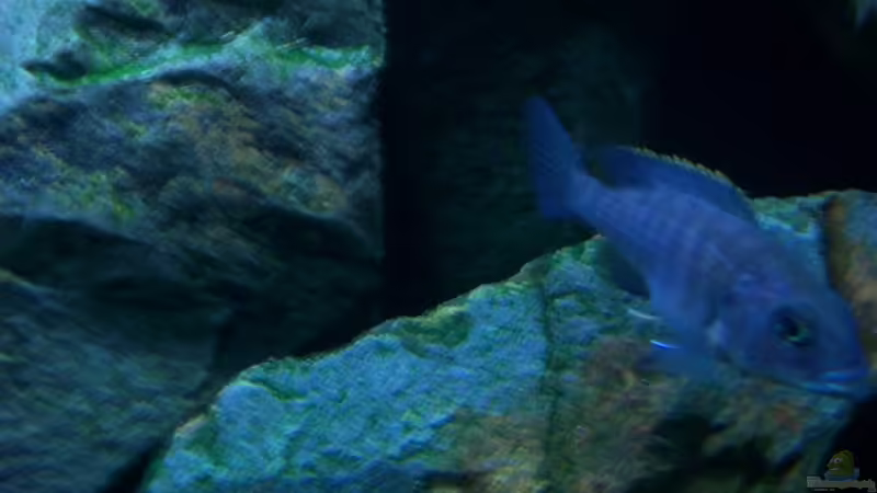 Besatz im Aquarium 450l Malawi !!!! Existiert nicht mehr !!!! von Maik (17)