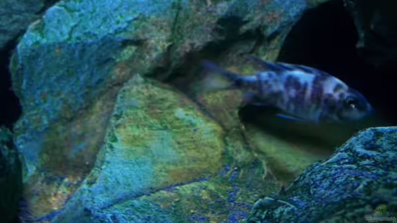 Besatz im Aquarium 450l Malawi !!!! Existiert nicht mehr !!!! von Maik (18)